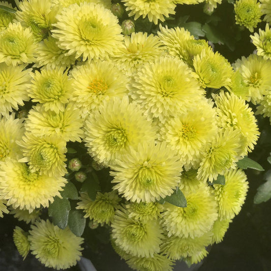 452 Mum Yellow Key Lime - View 1 from www redcrocus com
