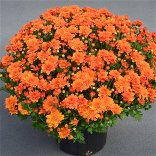 466 Mum Orange Pumpkin Pie Orange - View 1 from www redcrocus com