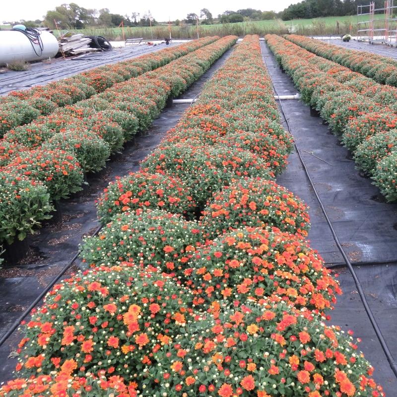 466 Mum Orange Pumpkin Pie Orange - View 6 from www redcrocus com