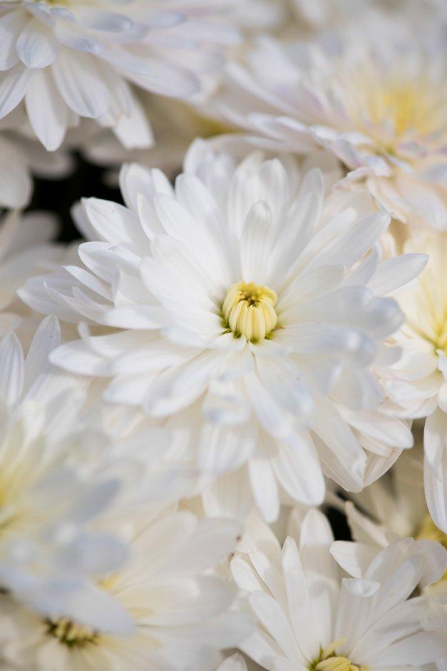 472 Mum White Aluga White - View 9 from www redcrocus com