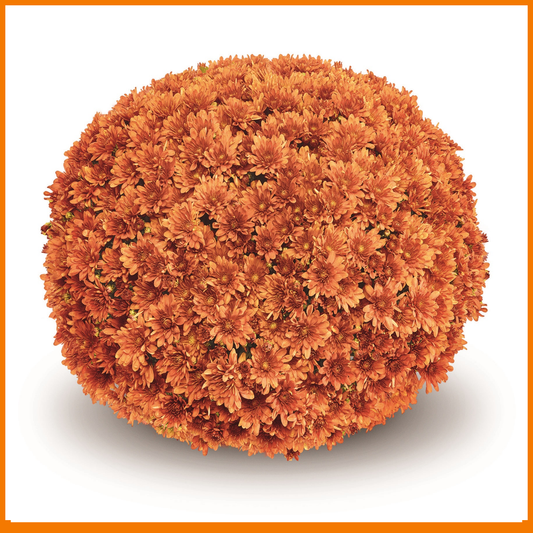487 Mum Orange Arluno Orange - View 1 from www redcrocus com