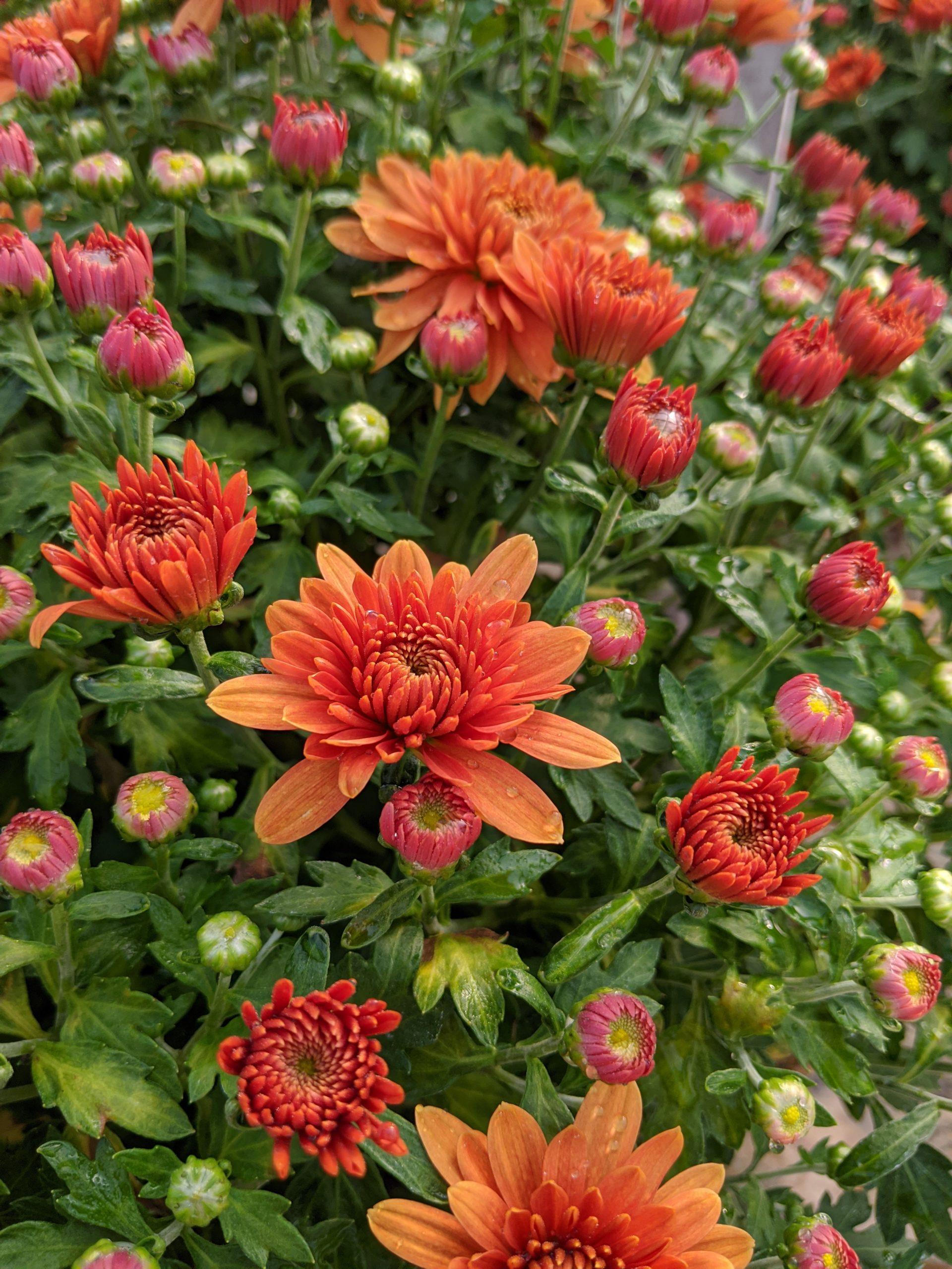 495 Mum Orange Fonti Orange - View 1 from www redcrocus com