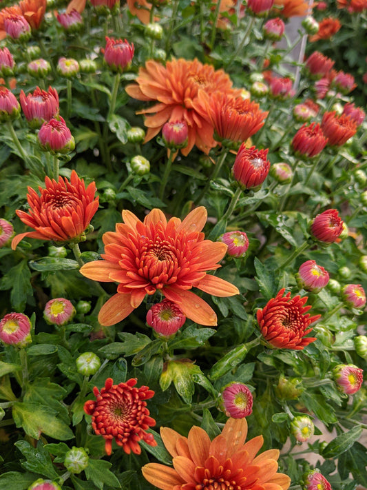 495 Mum Orange Fonti Orange - View 1 from www redcrocus com