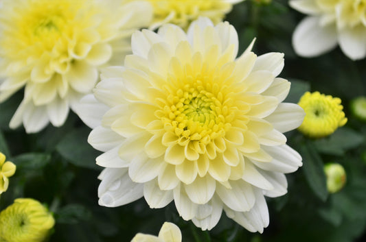 497 Mum White Fonti White - View 1 from www redcrocus com