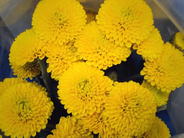 498 Mum Yellow Fonti Yellow - View 6 from www redcrocus com
