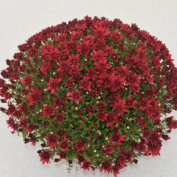 500 Mum Red Grapeberry Red - View 1 from www redcrocus com