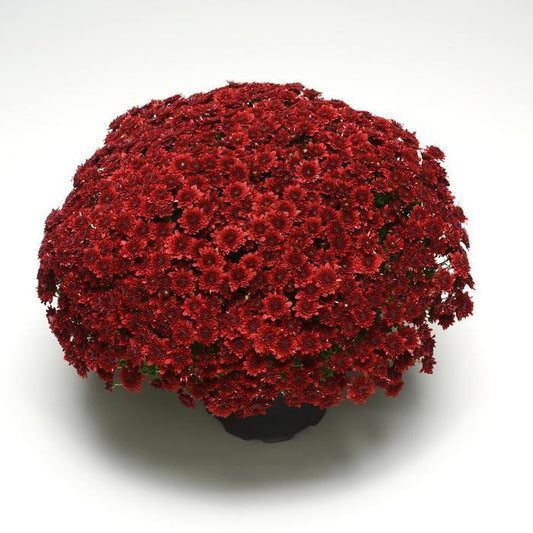 504 Mum Red Majesty Red - View 1 from www redcrocus com