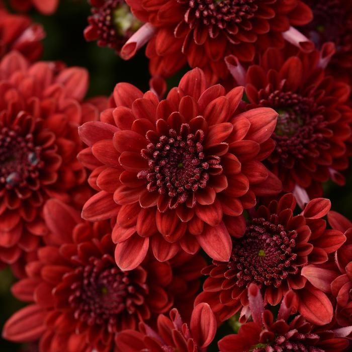 504 Mum Red Majesty Red - View 3 from www redcrocus com