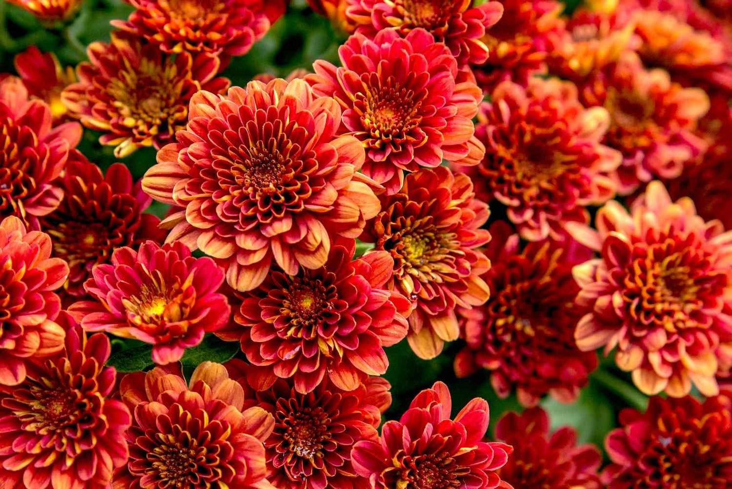 505 Mum Red Mila Red - View 14 from www redcrocus com