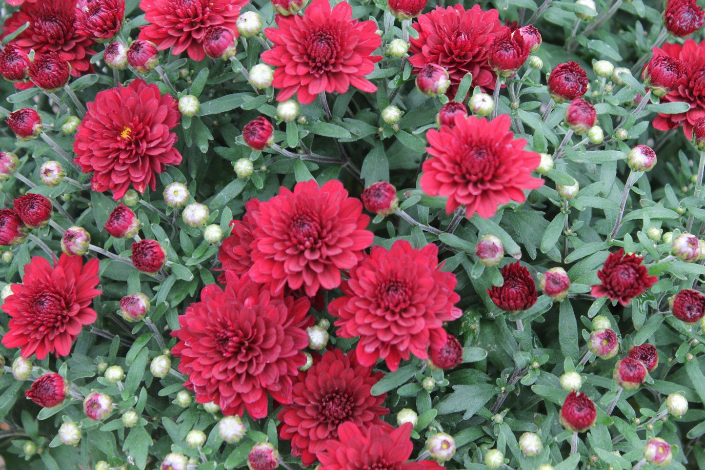 505 Mum Red Mila Red - View 4 from www redcrocus com