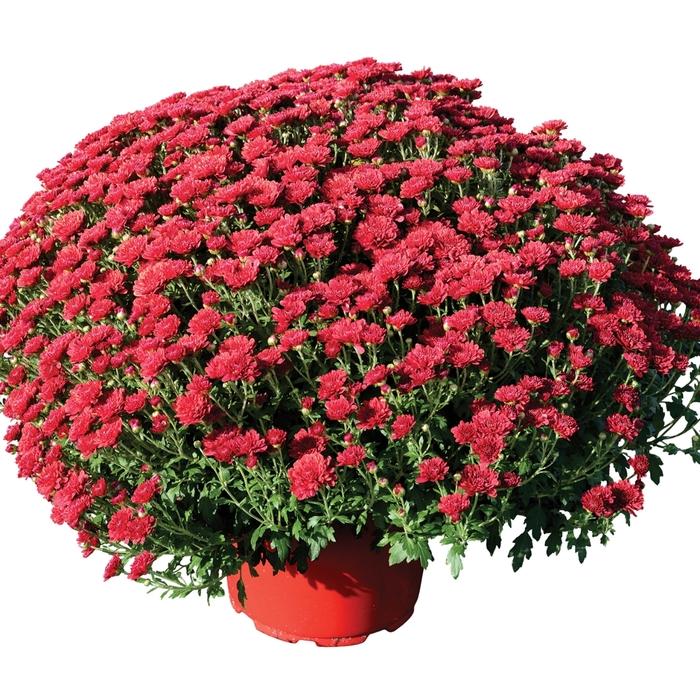 512 Mum Red Rhonda Red - View 1 from www redcrocus com