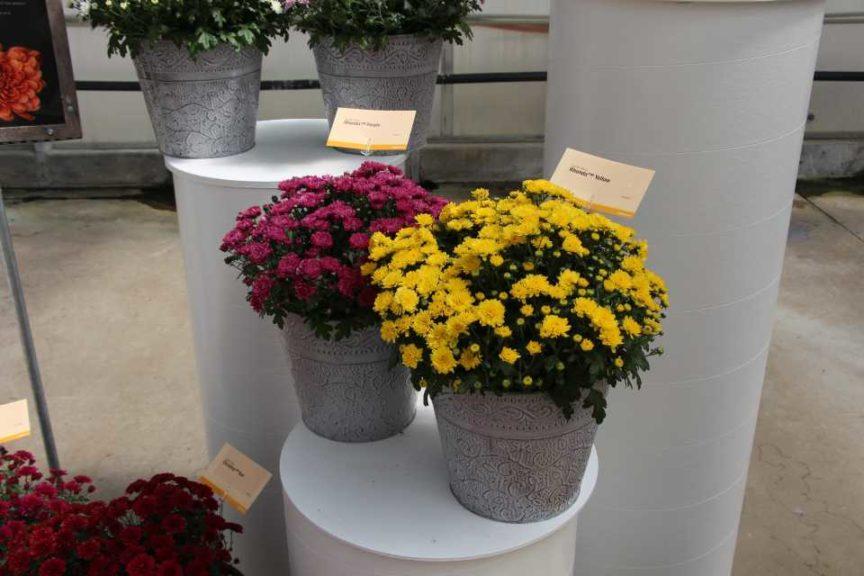 513 Mum Yellow Rhonda Yellow - View 6 from www redcrocus com