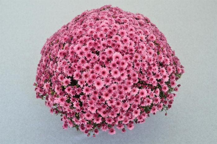 522 Mum Pink Carousel Pink - View 2 from www redcrocus com