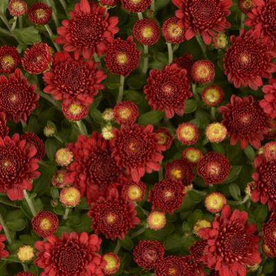 527 Mum Red Samantha Red - View 10 from www redcrocus com
