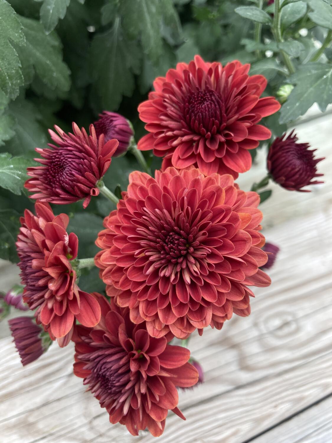 527 Mum Red Samantha Red - View 14 from www redcrocus com