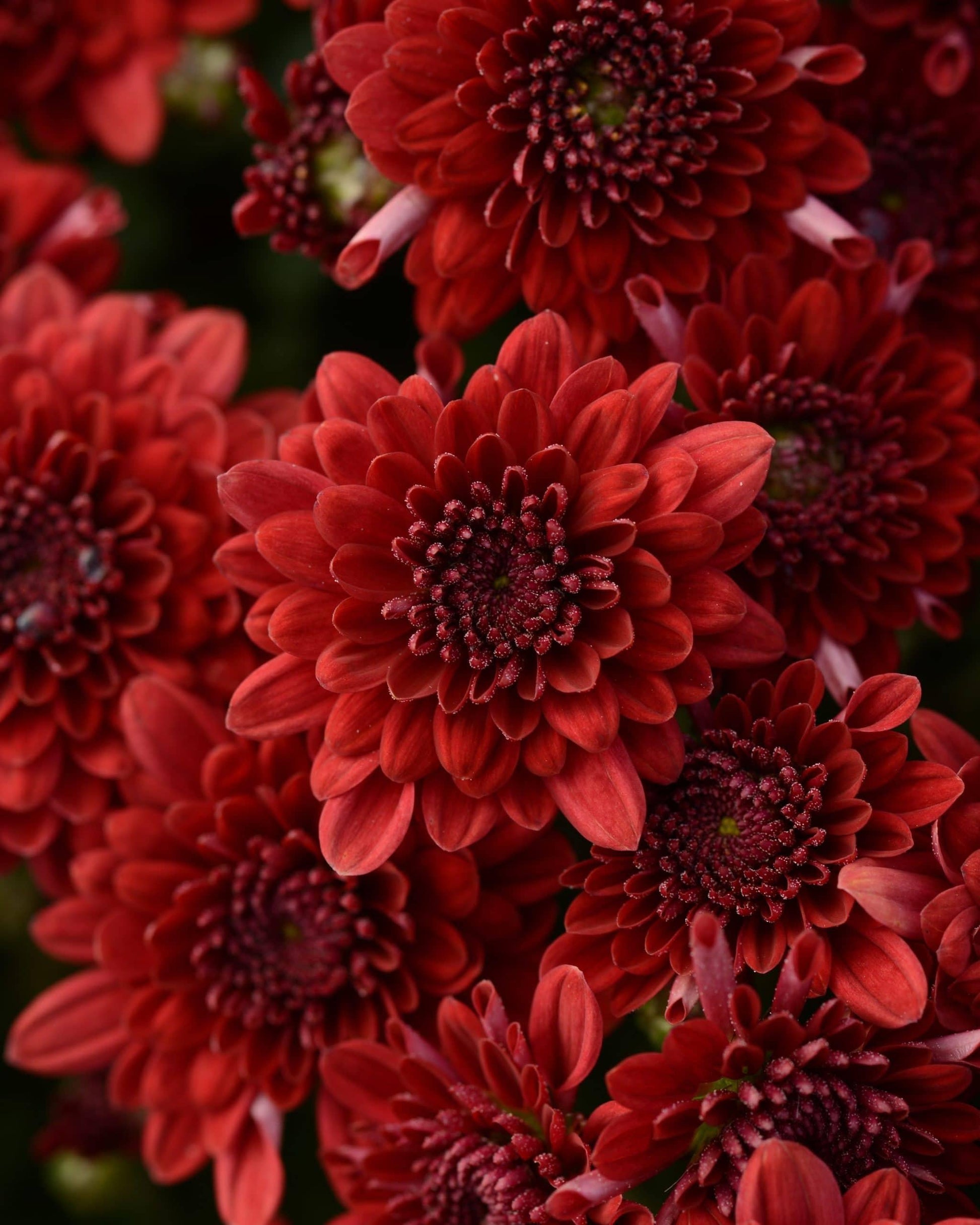 527 Mum Red Samantha Red - View 15 from www redcrocus com