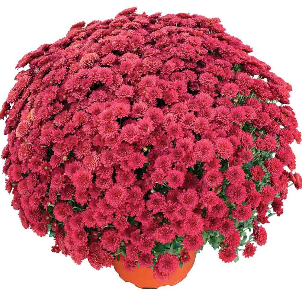 527 Mum Red Samantha Red - View 2 from www redcrocus com