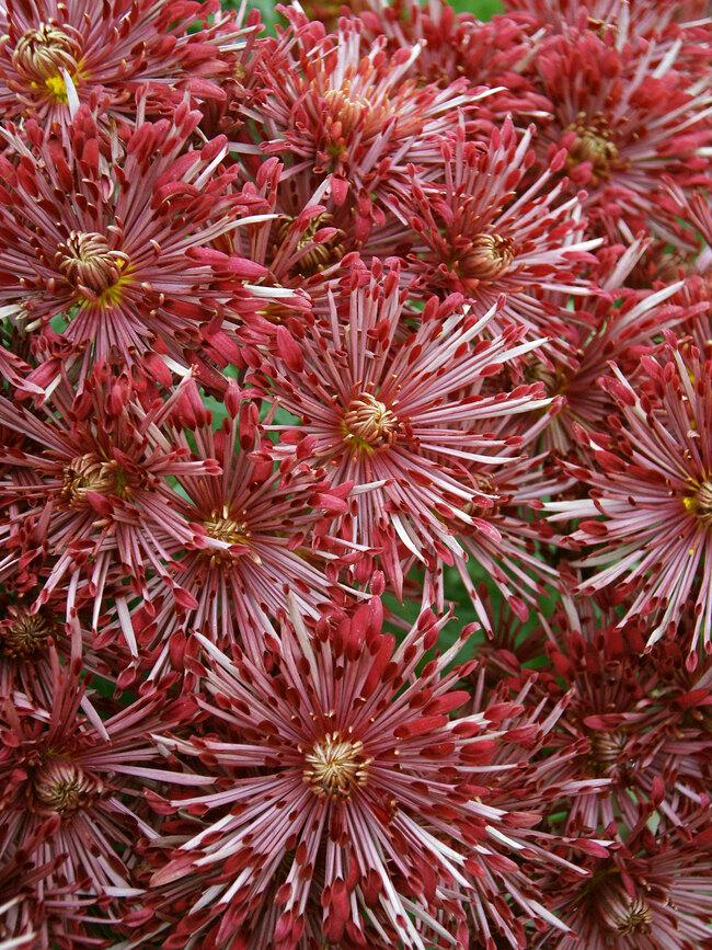 527 Mum Red Samantha Red - View 6 from www redcrocus com