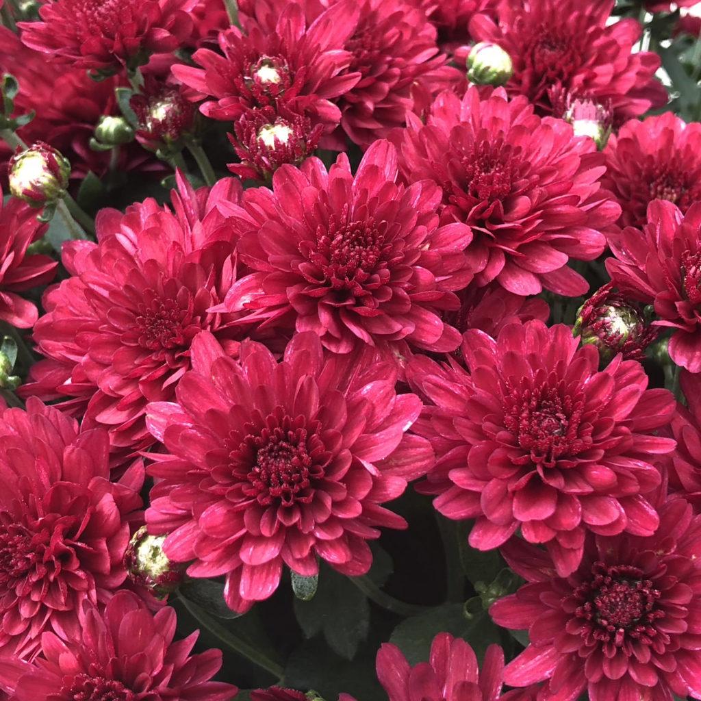 527 Mum Red Samantha Red - View 7 from www redcrocus com