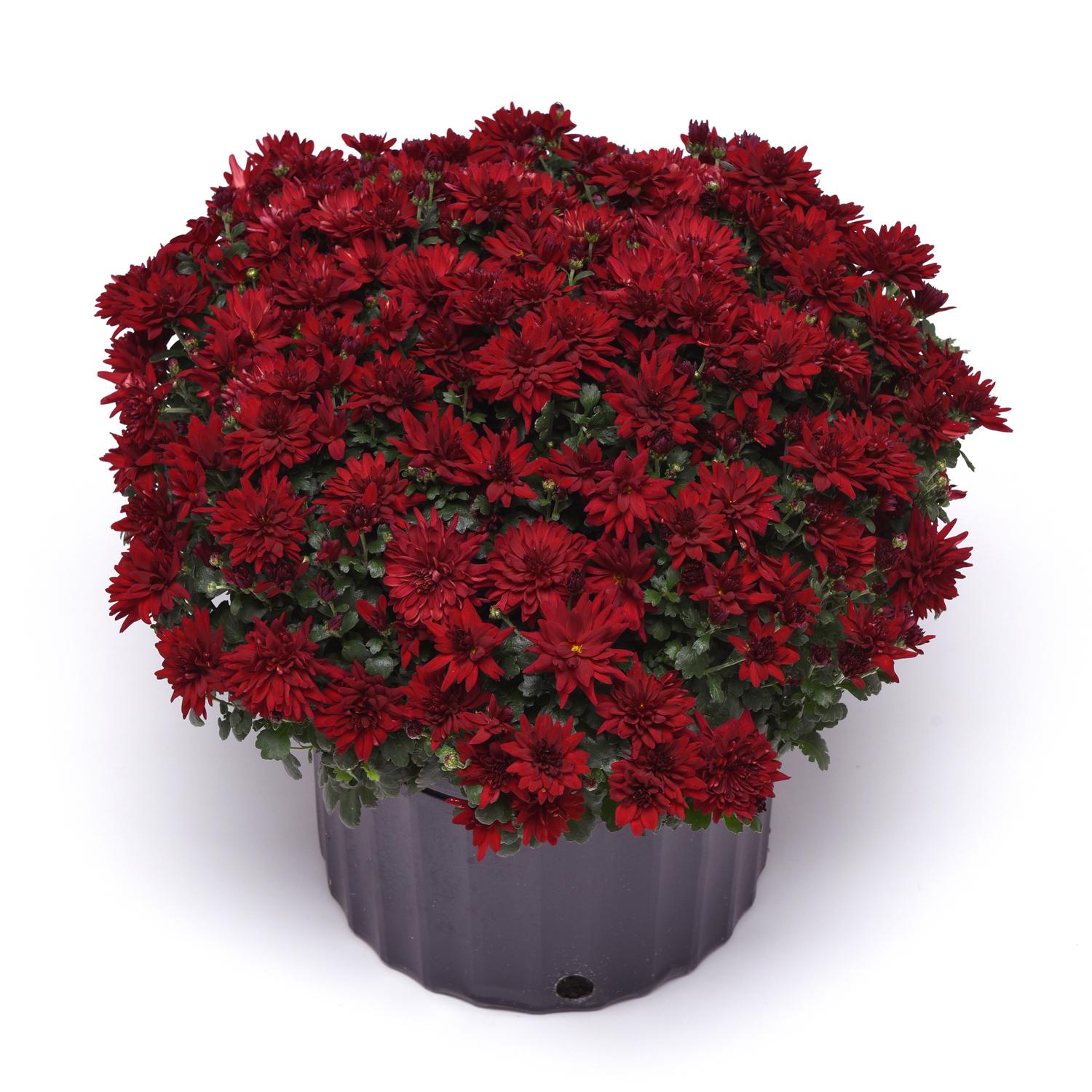 527 Mum Red Samantha Red - View 8 from www redcrocus com