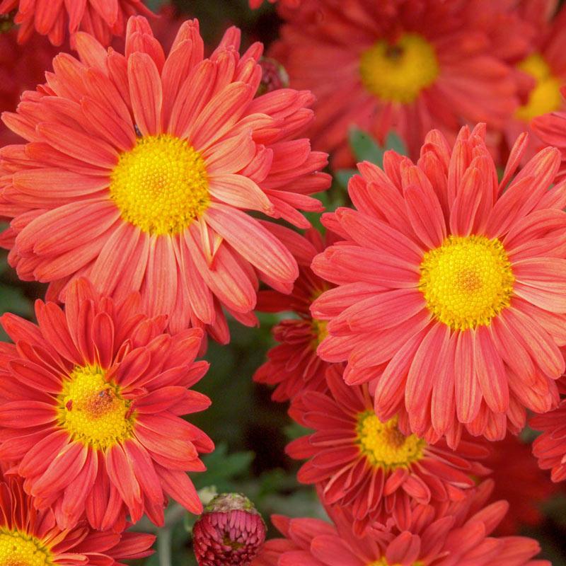 527 Mum Red Samantha Red - View 9 from www redcrocus com