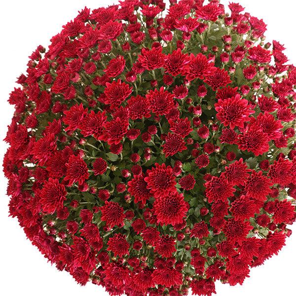 528 Mum Red Vigorelli Red - View 13 from www redcrocus com