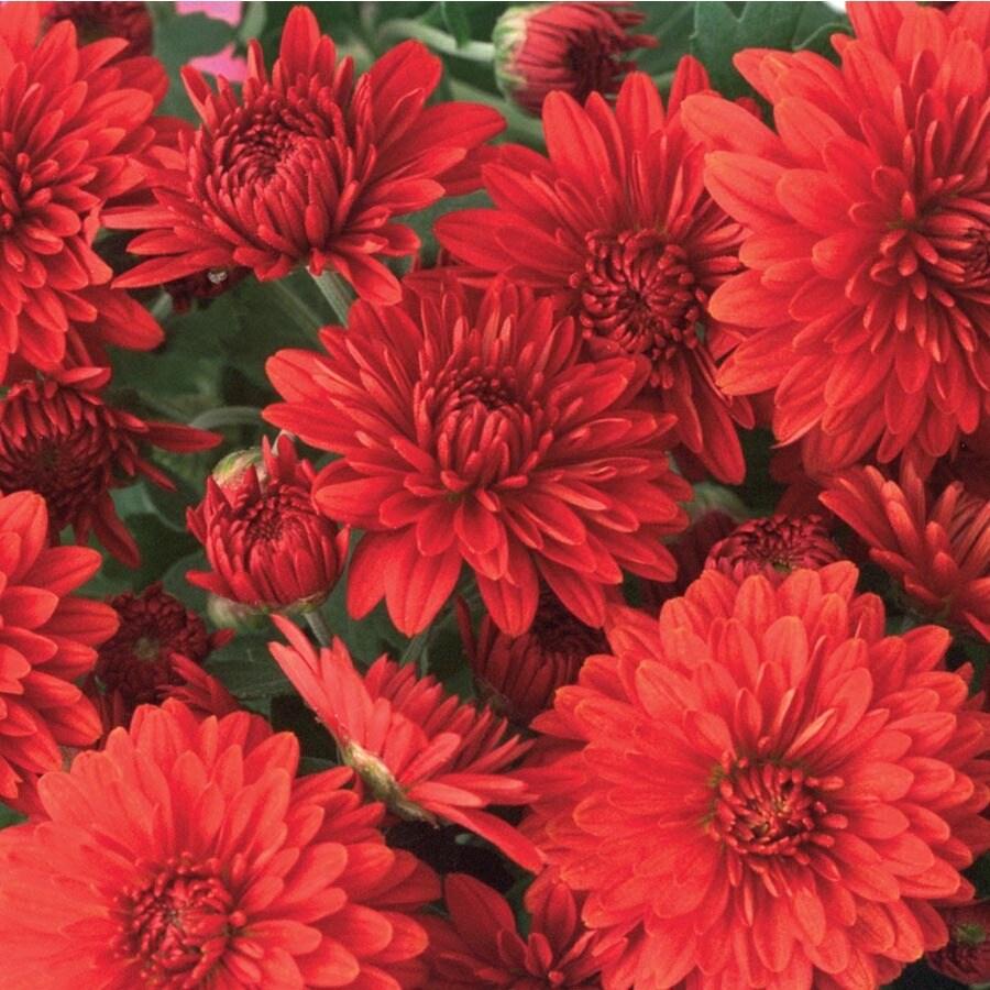528 Mum Red Vigorelli Red - View 14 from www redcrocus com