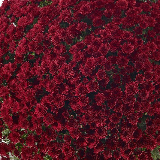 528 Mum Red Vigorelli Red - View 1 from www redcrocus com