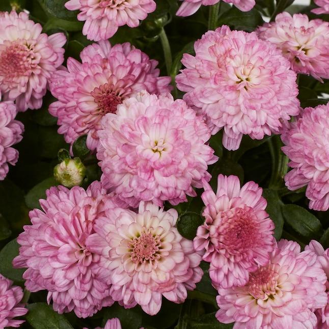 534 Mum Pink Misty Lilac Pink - View 9 from www redcrocus com