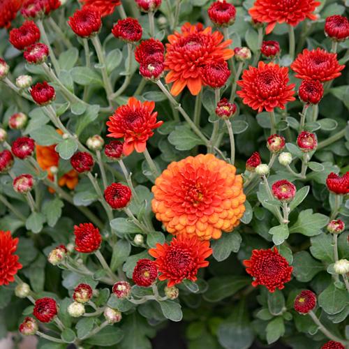 535 Mum Orange Tribeca Amber Orange - View 12 from www redcrocus com