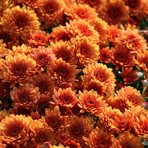 535 Mum Orange Tribeca Amber Orange - View 7 from www redcrocus com