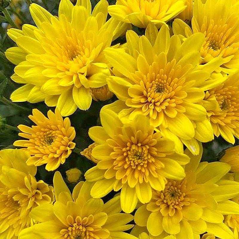 540 Mum Yellow Milkshake Banana Yellow - View 2 from www redcrocus com