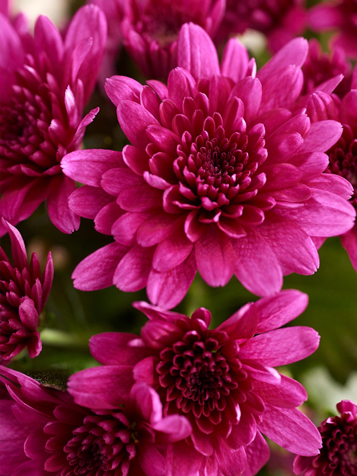 541 Mum Pink Milkshake Berry Pink - View 3 from www redcrocus com