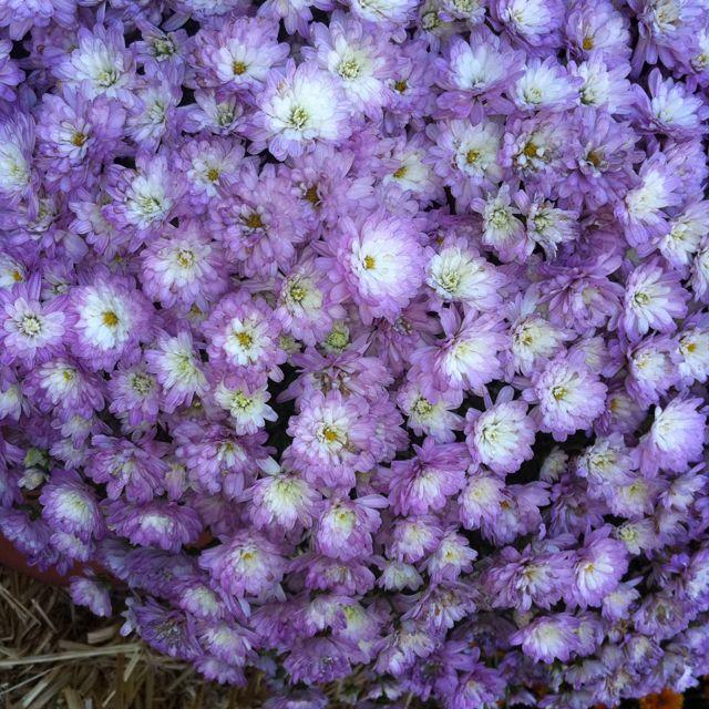 550 Mum Purple Banquet Purple - View 15 from www redcrocus com