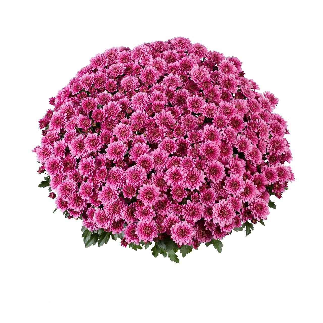 550 Mum Purple Banquet Purple - View 1 from www redcrocus com