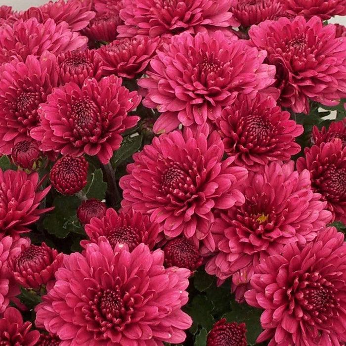 551 Mum Red Banquet Red - View 5 from www redcrocus com