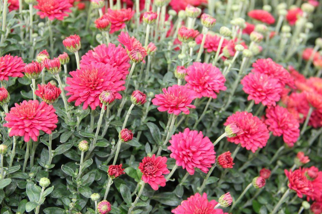566 Mum Red Power Red - View 12 from www redcrocus com
