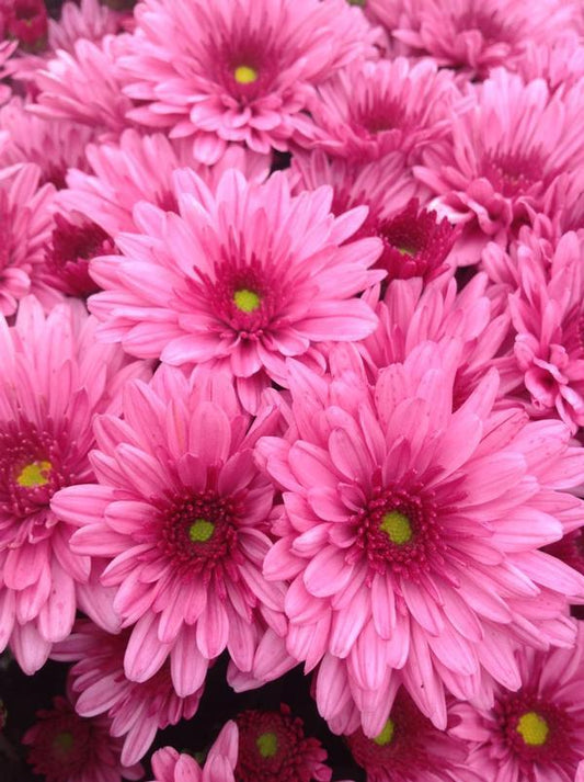 570 Mum Pink Pop Eye Pink - View 1 from www redcrocus com