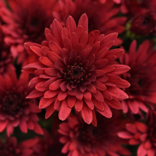 574 Mum Red Cosmic Fireball Red - View 1 from www redcrocus com