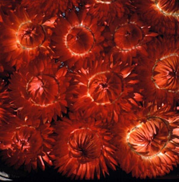 574 Mum Red Cosmic Fireball Red - View 9 from www redcrocus com