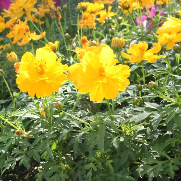 578 Mum Yellow Cosmic Solar Yellow - View 11 from www redcrocus com
