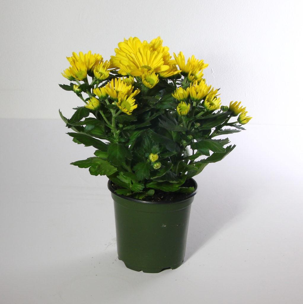 578 Mum Yellow Cosmic Solar Yellow - View 14 from www redcrocus com
