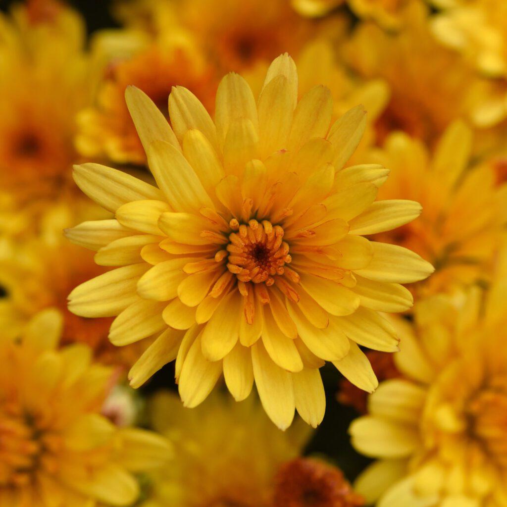 578 Mum Yellow Cosmic Solar Yellow - View 1 from www redcrocus com