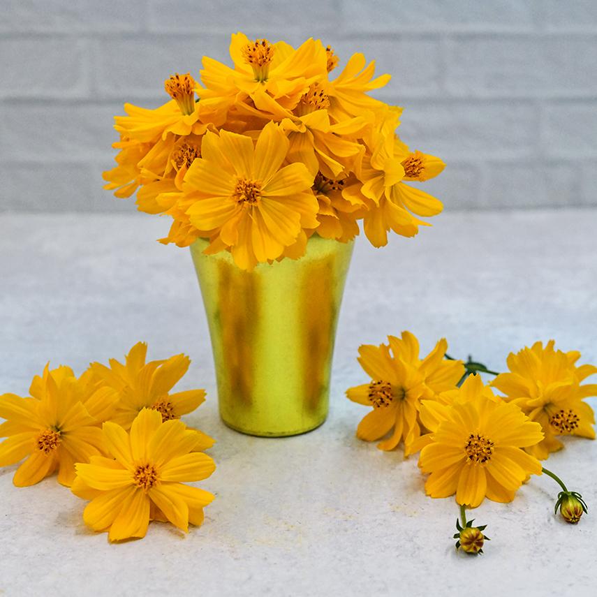 578 Mum Yellow Cosmic Solar Yellow - View 5 from www redcrocus com