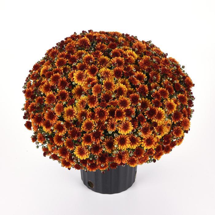 579 Mum Orange Helios Orange - View 1 from www redcrocus com
