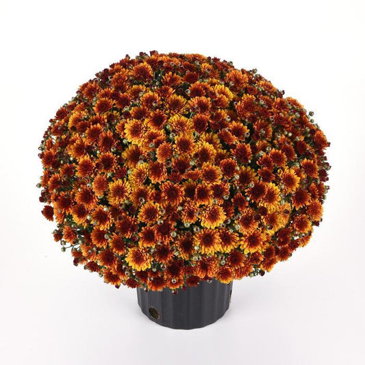 579 Mum Orange Helios Orange - View 1 from www redcrocus com