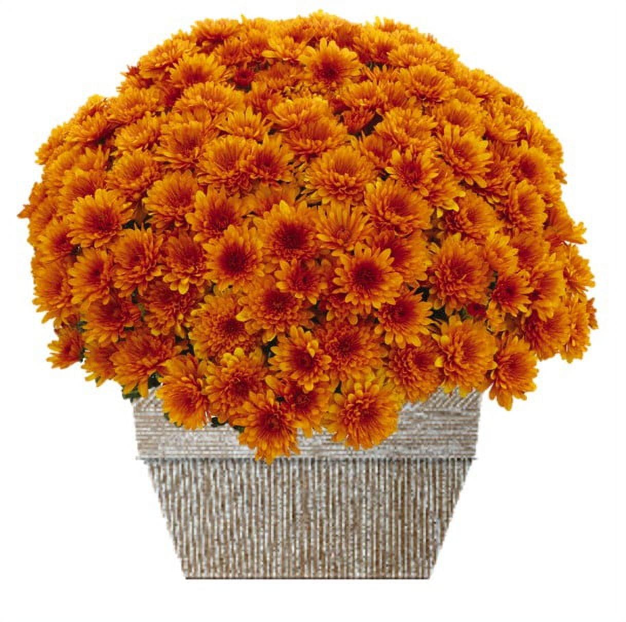 579 Mum Orange Helios Orange - View 7 from www redcrocus com