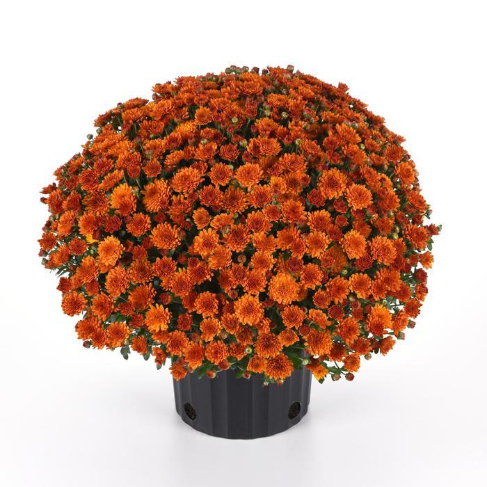 580 Mum Orange Spicy Pumpkin Orange - View 1 from www redcrocus com