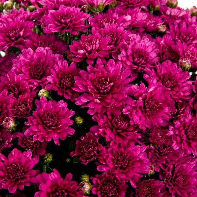 586 Mum Purple Berry Blast Bicolor - View 13 from www redcrocus com