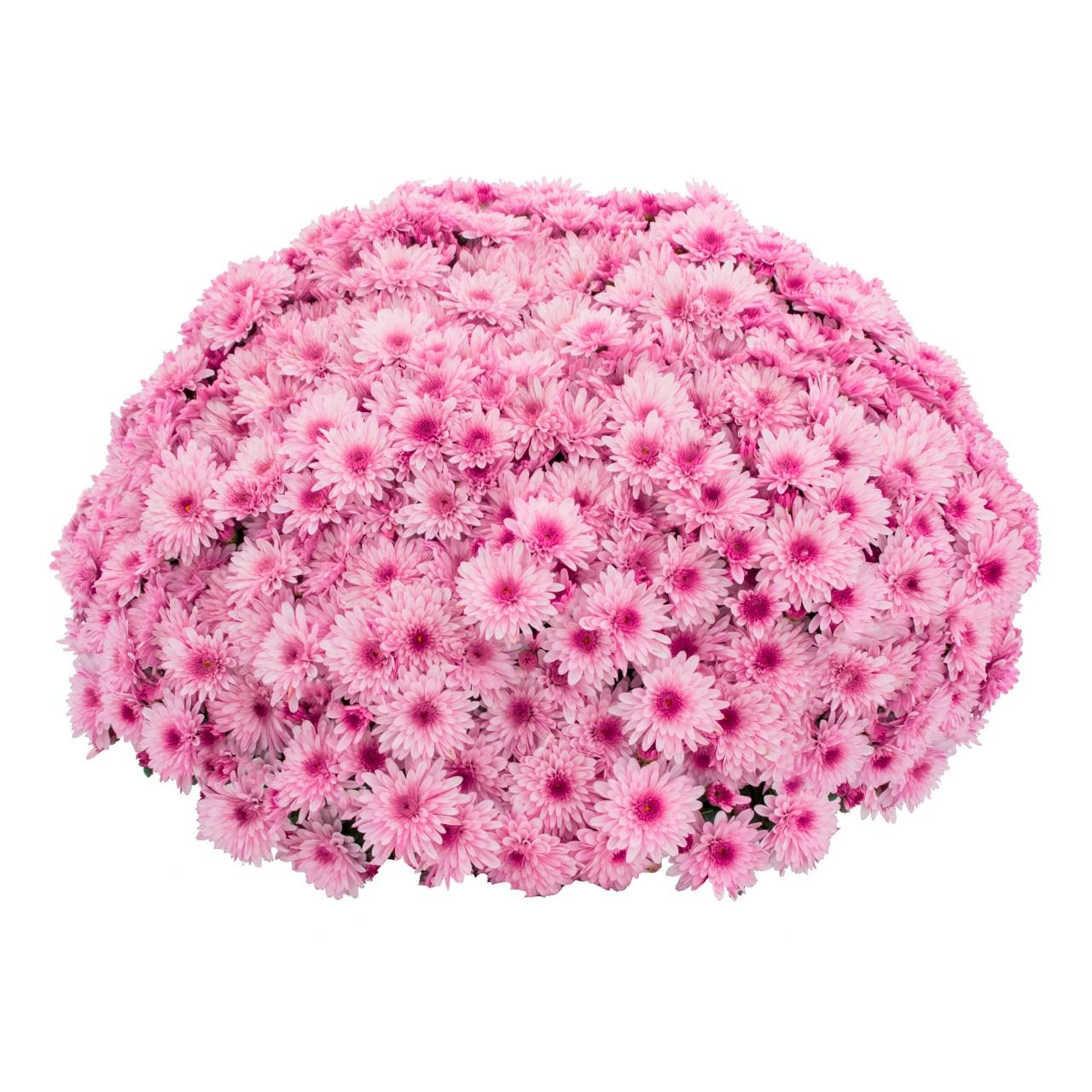 586 Mum Purple Berry Blast Bicolor - View 14 from www redcrocus com